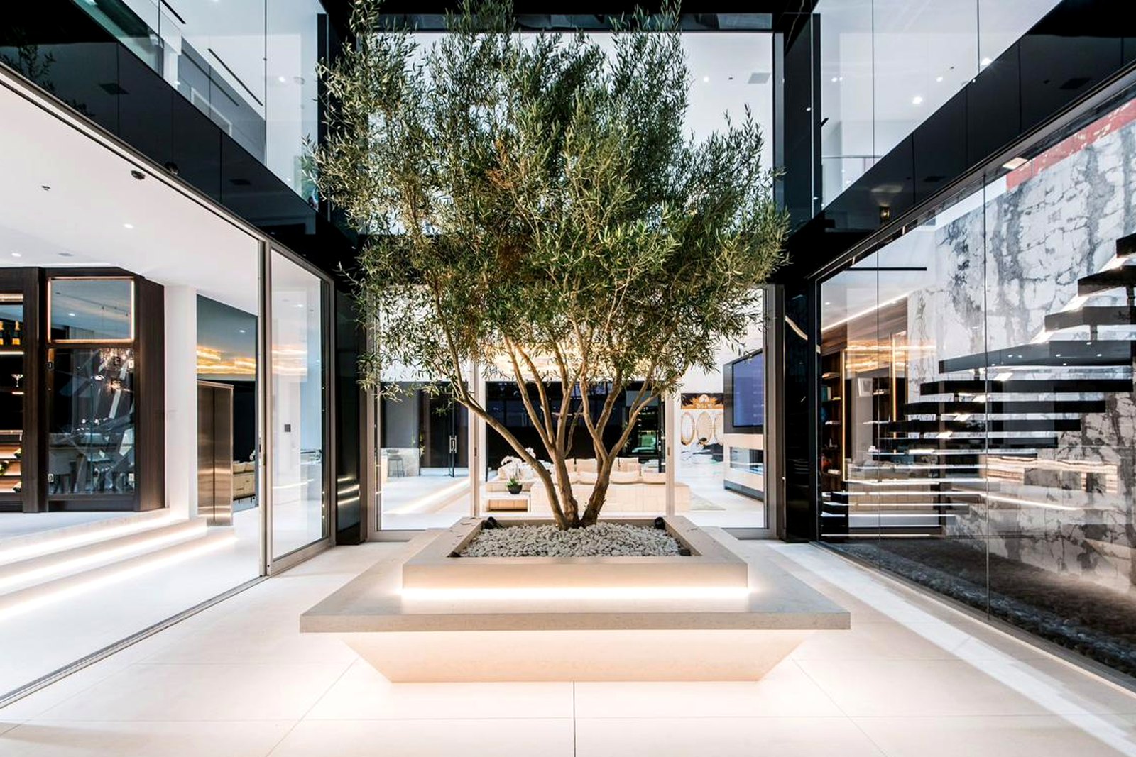 Interior courtyard with mature olive tree and glass walls